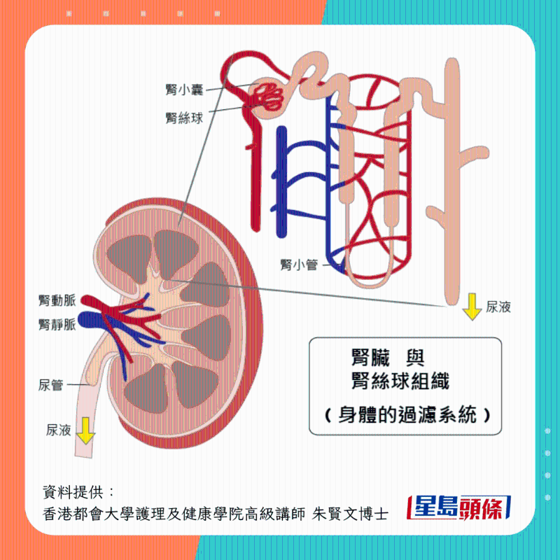 肾脏与肾丝球组织