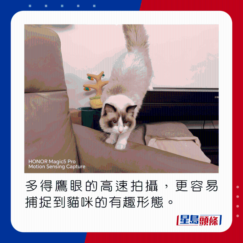 多得鹰眼的高速拍摄，更容易捕捉到猫咪的有趣形态。