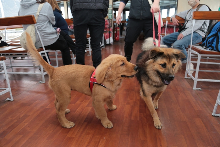 狗只出席活动时必须健康良好及年满五个月以上，正值发情期之雌犬不可进场