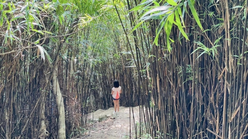 香港也有竹林深处可打卡，暂时忘记市区的烦恼，尽情让树林的芬多精洗涤心灵。